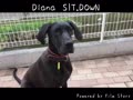 Diana SIT DOWN