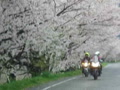 今治　桜祭り