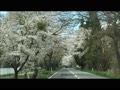岩手県奥州市胆沢　国道397号桜の回廊