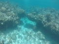 【gopro】慶良間諸島 サンゴのトンネル！